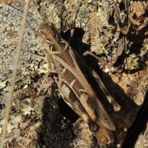 Oedaleus australis at Conder, ACT - 28 Mar 2017