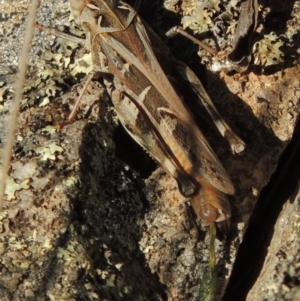 Oedaleus australis at Conder, ACT - 28 Mar 2017