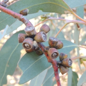 Eucalyptus nortonii at Conder, ACT - 28 Mar 2017 06:22 PM