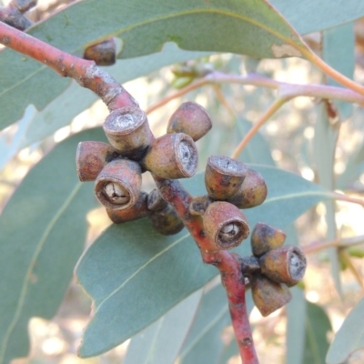 Eucalyptus nortonii (Large-flowered Bundy) at Rob Roy Range - 28 Mar 2017 by michaelb