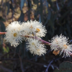 Eucalyptus nortonii at Conder, ACT - 28 Mar 2017