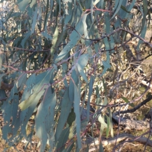 Eucalyptus nortonii at Conder, ACT - 28 Mar 2017