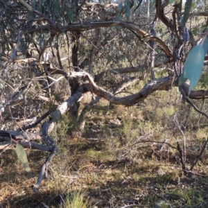 Eucalyptus nortonii at Conder, ACT - 28 Mar 2017