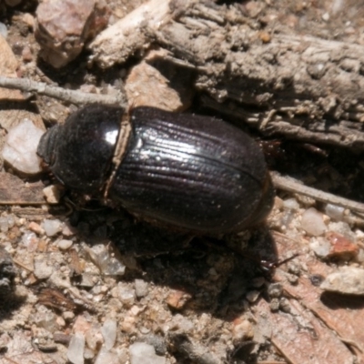 Heteronychus arator (African black beetle) at Tidbinbilla Nature Reserve - 27 Mar 2017 by SWishart