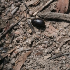 Heteronychus arator at Paddys River, ACT - 27 Mar 2017