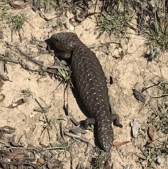 Tiliqua rugosa (Shingleback Lizard) at QPRC LGA - 1 Apr 2017 by yellowboxwoodland