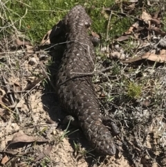 Tiliqua rugosa at Bungendore, NSW - 1 Apr 2017