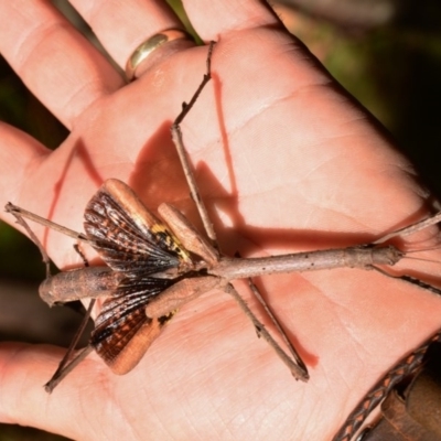 Acrophylla titan (Titan Stick Insect) at Brindabella National Park - 1 Apr 2017 by Jek