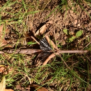 Acrophylla titan at Uriarra, NSW - 1 Apr 2017