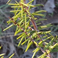 Acacia ulicifolia (Prickly Moses) at Jerrabomberra, ACT - 1 Apr 2017 by Mike