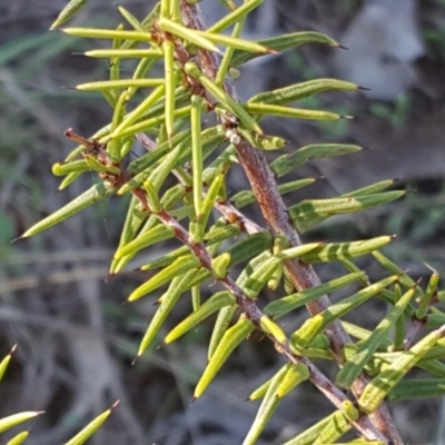 Acacia ulicifolia (Prickly Moses) at Jerrabomberra, ACT - 1 Apr 2017 by Mike