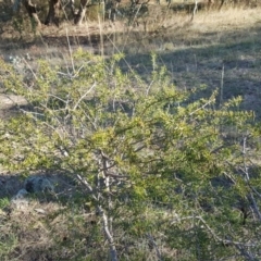 Acacia ulicifolia at Isaacs Ridge - 1 Apr 2017