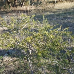 Acacia ulicifolia at Isaacs Ridge - 1 Apr 2017 04:37 PM