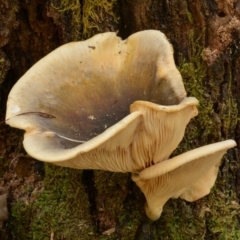 Omphalotus nidiformis (Ghost Fungus) at Brindabella National Park - 1 Apr 2017 by Jek