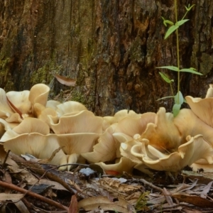 Omphalotus nidiformis at Uriarra, NSW - 1 Apr 2017