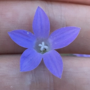 Wahlenbergia capillaris at Bungendore, NSW - 1 Apr 2017 08:36 PM