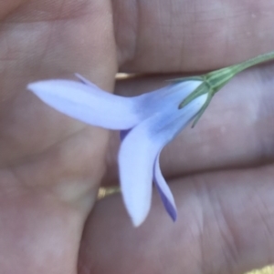 Wahlenbergia capillaris at Bungendore, NSW - 1 Apr 2017 08:36 PM