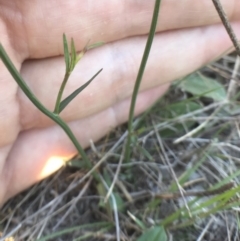 Wahlenbergia capillaris at Bungendore, NSW - 1 Apr 2017