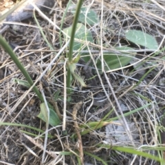 Wahlenbergia capillaris at Bungendore, NSW - 1 Apr 2017 08:36 PM