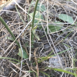 Wahlenbergia capillaris at Bungendore, NSW - 1 Apr 2017