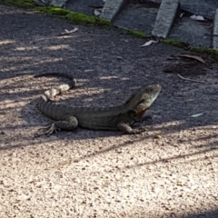 Intellagama lesueurii howittii (Gippsland Water Dragon) at ANBG - 31 Mar 2017 by NathanaelC