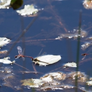 Diplacodes bipunctata at Murrumbateman, NSW - 1 Apr 2017