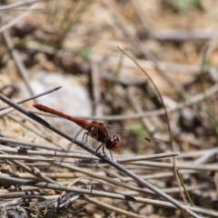 Diplacodes bipunctata at Murrumbateman, NSW - 1 Apr 2017