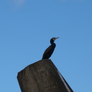 Phalacrocorax carbo at Narooma, NSW - 28 Mar 2017 03:05 PM