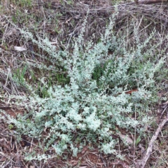 Rhagodia spinescens (Creeping Saltbush) at Hughes, ACT - 1 Apr 2017 by ruthkerruish