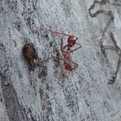 Myrmecia gulosa (Red bull ant) at Conder, ACT - 28 Mar 2017 by michaelb