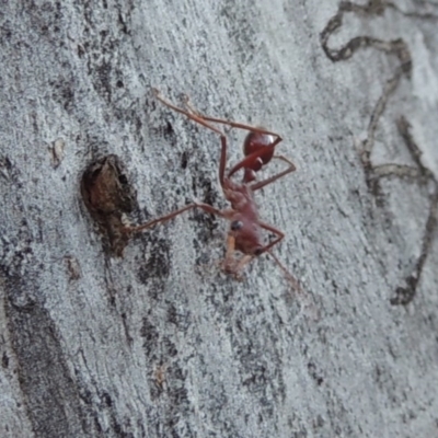 Myrmecia gulosa (Red bull ant) at Conder, ACT - 28 Mar 2017 by MichaelBedingfield