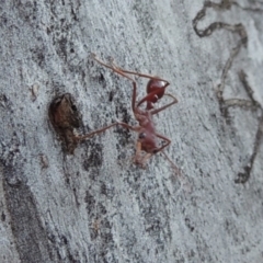 Myrmecia gulosa (Red bull ant) at Rob Roy Range - 28 Mar 2017 by michaelb