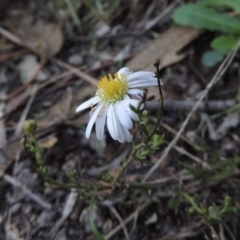 Brachyscome rigidula (Hairy Cut-leaf Daisy) at Rob Roy Range - 28 Mar 2017 by michaelb