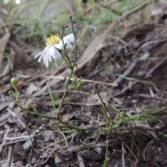 Brachyscome rigidula at Conder, ACT - 28 Mar 2017