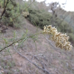 Cassinia quinquefaria (Rosemary Cassinia) at Conder, ACT - 28 Mar 2017 by michaelb