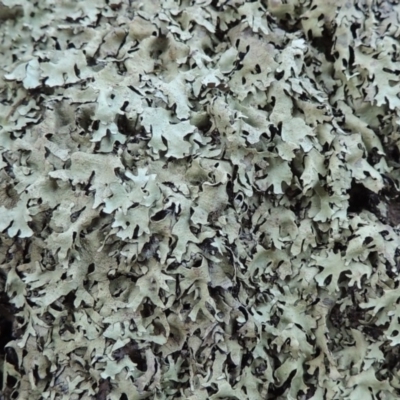 Lichen - foliose at Rob Roy Range - 28 Mar 2017 by michaelb