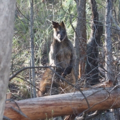 Wallabia bicolor (Swamp Wallaby) at Black Mountain - 1 Apr 2017 by David