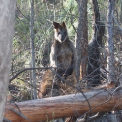 Wallabia bicolor (Swamp Wallaby) at Canberra Central, ACT - 1 Apr 2017 by David