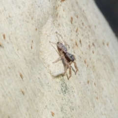 Arasia mollicoma at Acton, ACT - 1 Apr 2017 04:26 PM