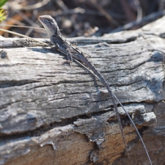 Amphibolurus muricatus (Jacky Lizard) at Black Mountain - 1 Apr 2017 by David