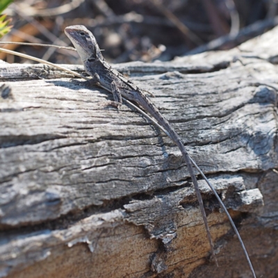 Amphibolurus muricatus (Jacky Lizard) at Canberra Central, ACT - 1 Apr 2017 by David