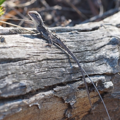 Amphibolurus muricatus (Jacky Lizard) at Black Mountain - 1 Apr 2017 by David