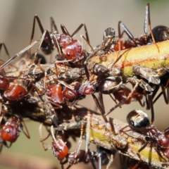 Iridomyrmex purpureus (Meat Ant) at Black Mountain - 1 Apr 2017 by David