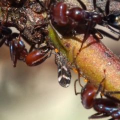 Iridomyrmex purpureus at Canberra Central, ACT - 1 Apr 2017