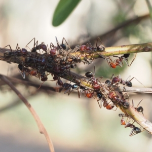 Iridomyrmex purpureus at Canberra Central, ACT - 1 Apr 2017