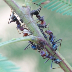Iridomyrmex purpureus at Canberra Central, ACT - 1 Apr 2017 04:17 PM