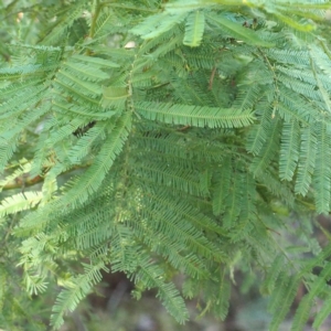 Iridomyrmex purpureus at Canberra Central, ACT - 1 Apr 2017 04:17 PM
