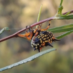 Austracantha minax (Christmas Spider, Jewel Spider) at Rob Roy Range - 28 Mar 2017 by michaelb