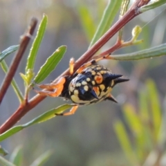 Austracantha minax at Conder, ACT - 28 Mar 2017 06:53 PM