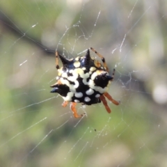 Austracantha minax at Conder, ACT - 28 Mar 2017 06:53 PM